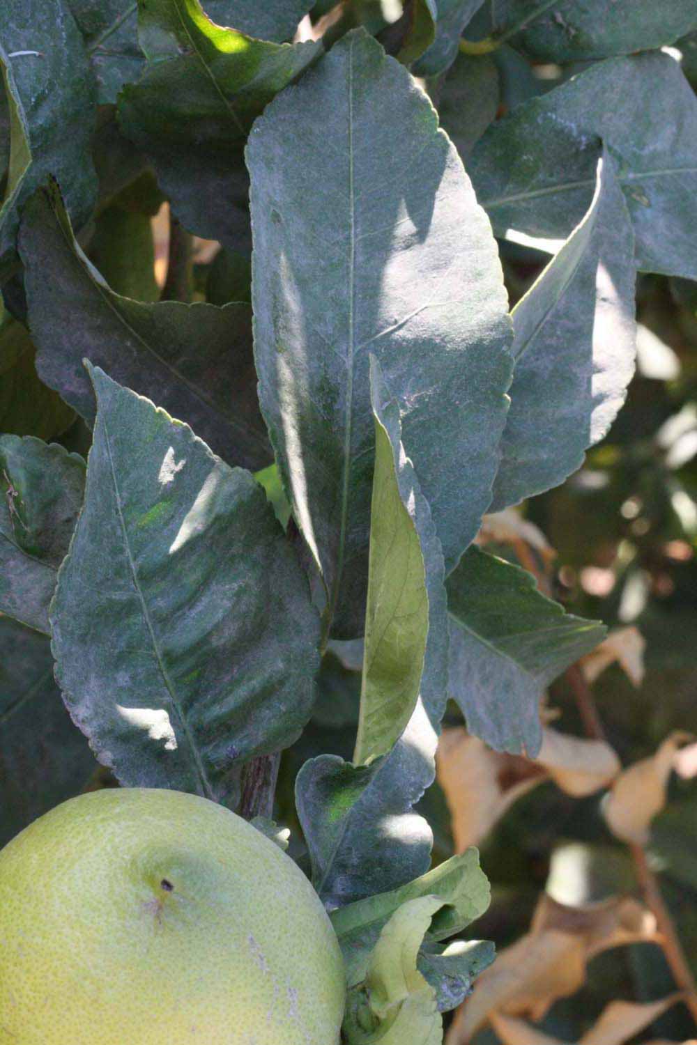              Shade leaves (Riverside, CA)       